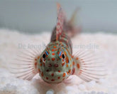 Blenniella chrysospilos