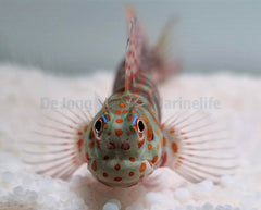 Blenniella chrysospilos