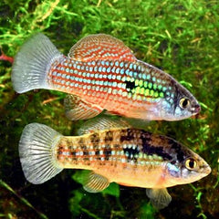 Jordanella floridae Blokvisje M