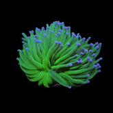 Euphyllia glabrescens (Blueberry) (1 hd.)