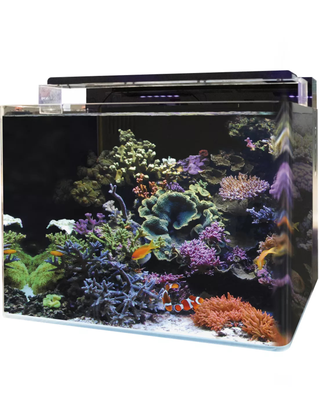 Reef 120