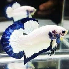 Betta splendens Betta blue rims L