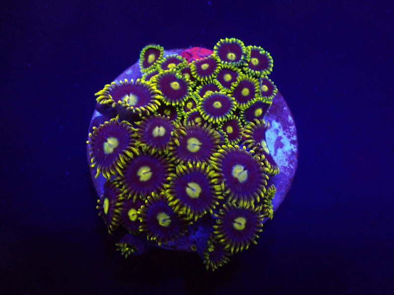 Zoanthus spp. (Blueberry Pie) (frag)