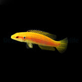 Bodianus bimaculatus