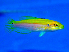 Bodianus bimaculatus