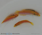 Bodianus bimaculatus