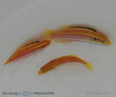 Bodianus bimaculatus