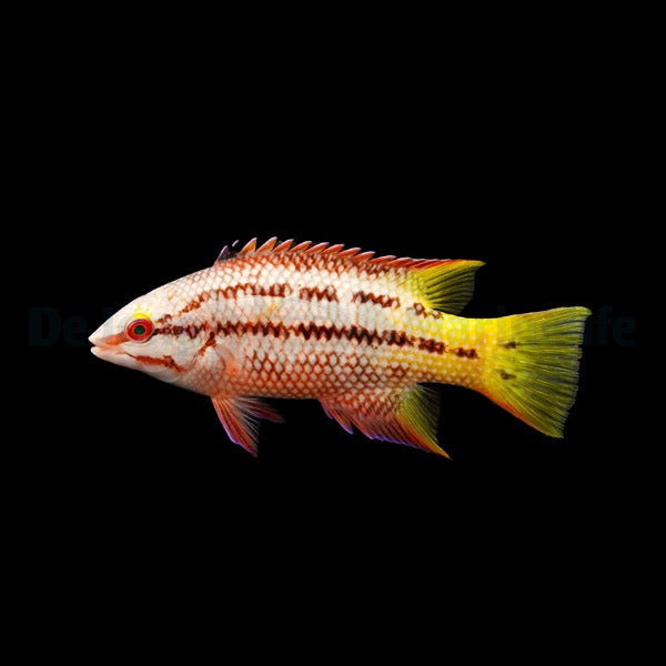 Bodianus diplotaenia