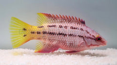 Bodianus diplotaenia