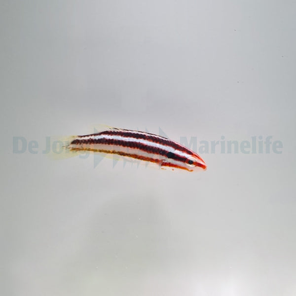 Bodianus izuensis