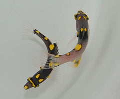 Bodianus mesothorax