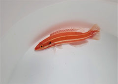 Bodianus neopercularis