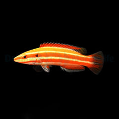 Bodianus neopercularis