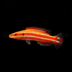 Bodianus opercularis
