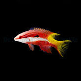 Bodianus pulchellus