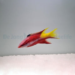 Bodianus pulchellus
