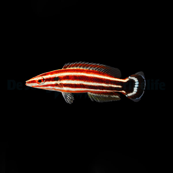 Bodianus sepiacaudus
