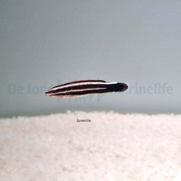 Bodianus sepiacaudus