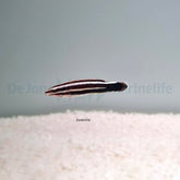 Bodianus sepiacaudus