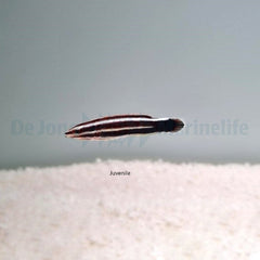 Bodianus sepiacaudus