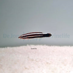 Bodianus sepiacaudus