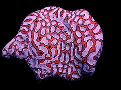 Botryllus schlosseri