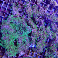 Briareum spp. (Green) (Grade A)