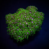 Briareum spp. (Green) (Grade A)