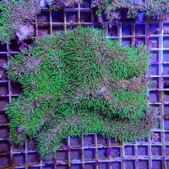 Briareum spp. (Green Grade A)