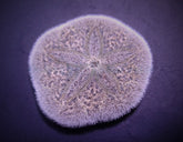 Brissus spp. (Sand dollar flat)