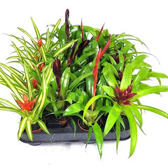 Bromelia mix per 10 pot op tray