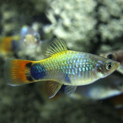 Xiph.maculatus Platy blue butterfly M