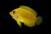 Centropyge flavissima - T.B.