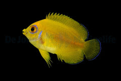 Centropyge flavissima - T.B.