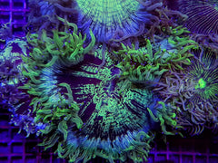 Catalaphyllia jardinei (Premium)