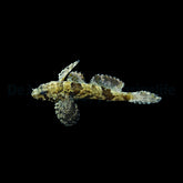 Callogobius hasseltii