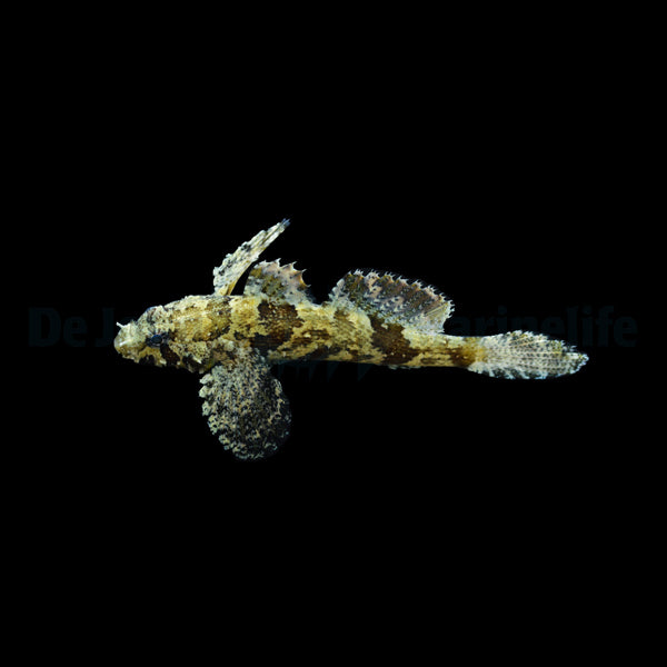 Callogobius hasseltii