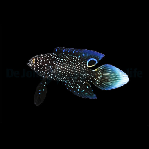 Calloplesiops altivelis - DJM Bred
