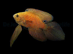 Calloplesiops argus