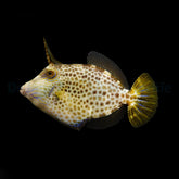 Cantherhines pardalis