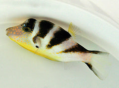 Canthigaster axiologus