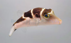 Canthigaster coronata