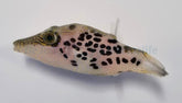 Canthigaster leoparda