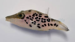 Canthigaster leoparda