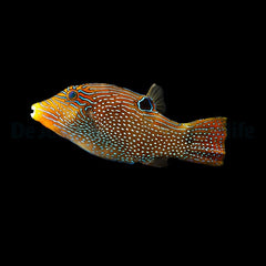 Canthigaster papua