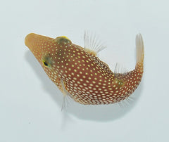 Canthigaster punctatissima