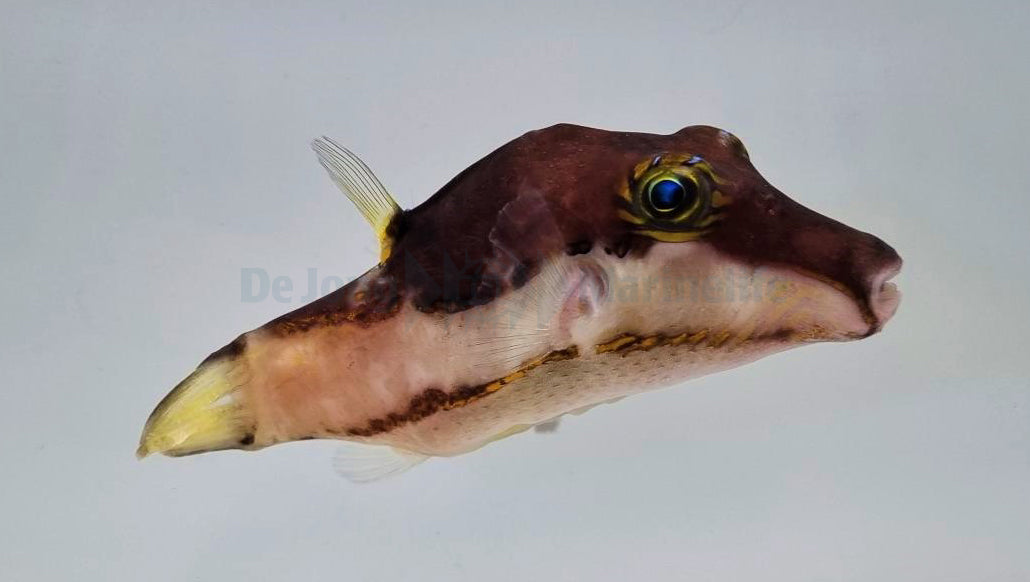 Canthigaster smithae