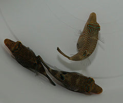 Canthigaster solandri