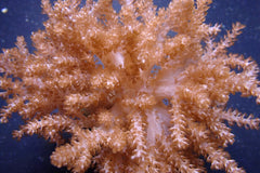 Capnella spp. (Jakarta)