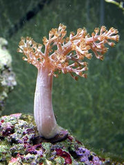 Capnella spp. (Kenya)